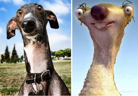 汪星人终于在地球找到了回去的通讯员